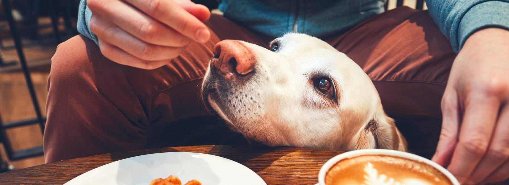 Dogs in restaurants and hotels