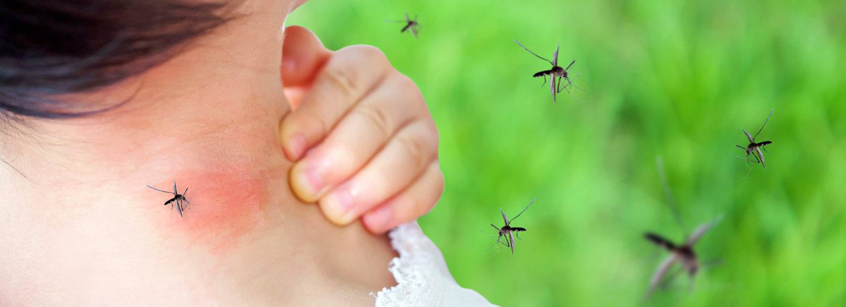 Mosquitoes in Mallorca. What You Need to Know Palmallorca