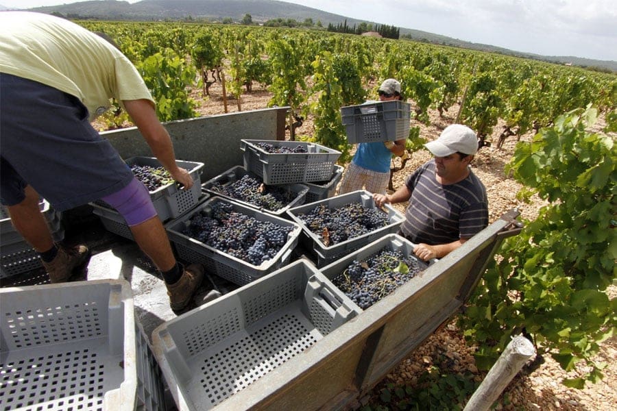 Wine Mallorca - Bodega Mallorca - wine tasting in Mallorca - Binissalem in Mallorca - Palmallorca.com - Mallorca Community