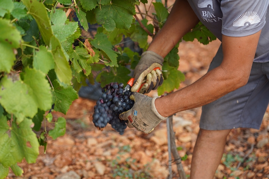 Join the Bini Vista Family exclusive wine club Mallorca Palmallorca.com Mallorca Community.bak