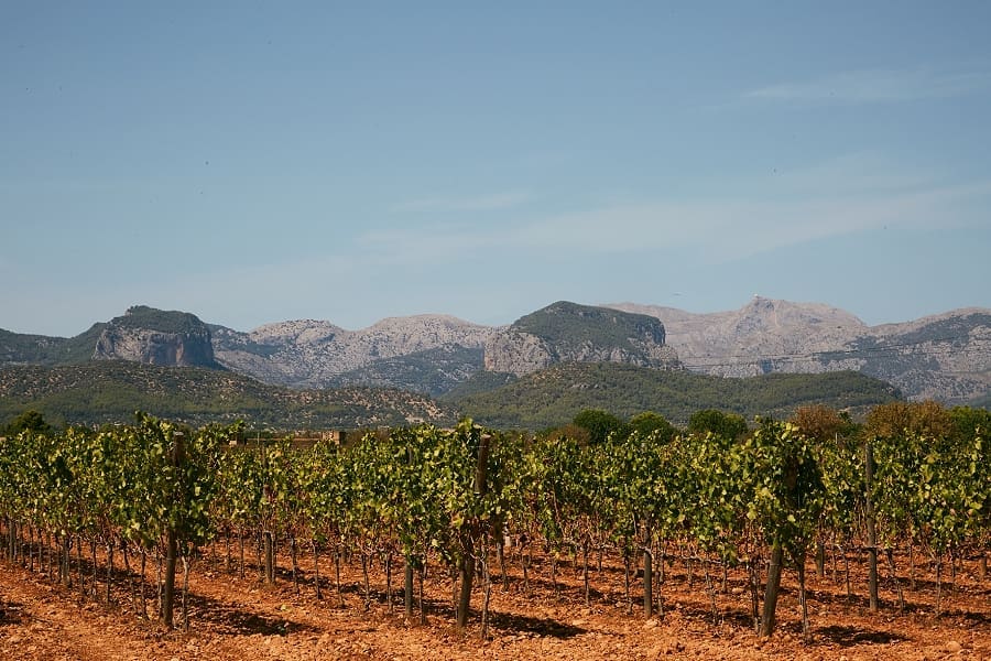 Mallorca wine country - bodega bini vista - best wine Mallorca - Palmallorca.com - Mallorca Community